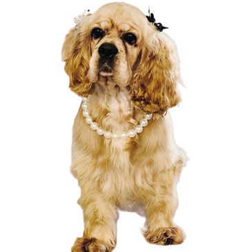 Dog wearing pearl necklace and hair accessories.