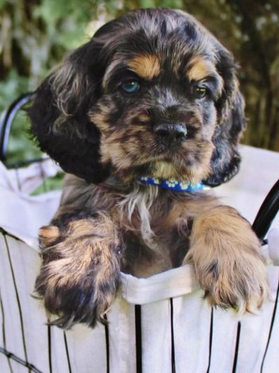 Adorable puppy peeking out of a basket.