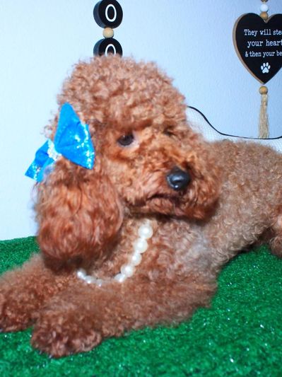 Brown poodle with a blue bow and pearl necklace.