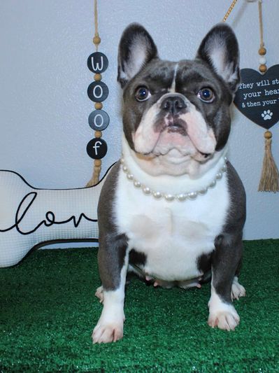 French bulldog wearing a pearl necklace sits on green turf.