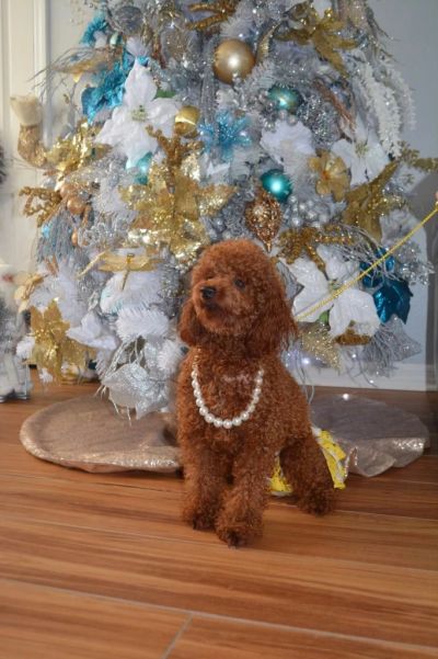 Curly brown dog wearing pearls by decorated Christmas tree.