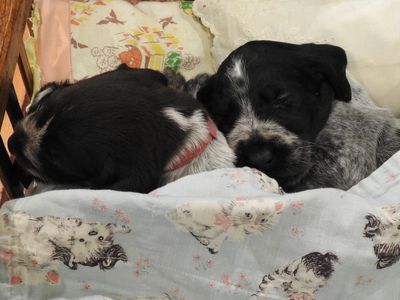 Two puppies sleeping cozily under a blanket in a wooden bed.