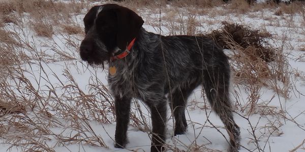 A dog with a red collar stands on a snowy field with dry grass.
