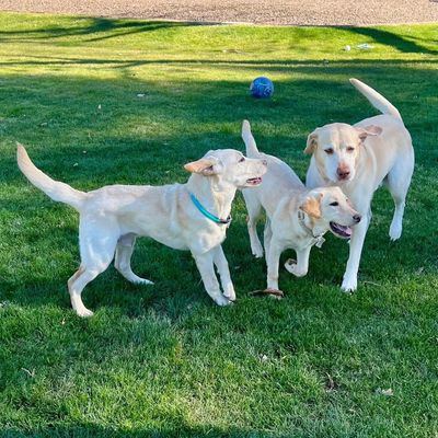 3 yellow akc labrador retrievers playing in green yard