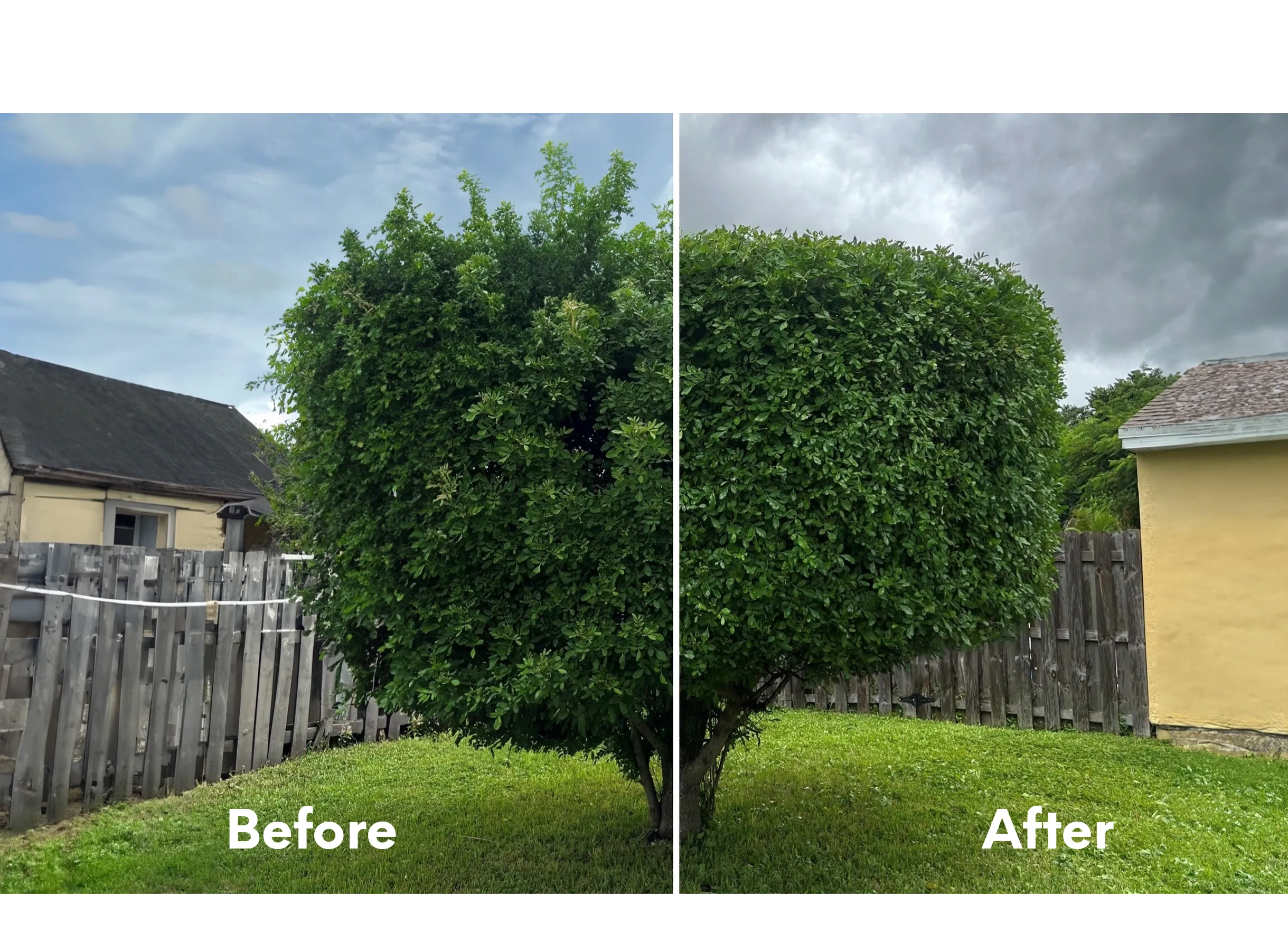 Dogwood before and after