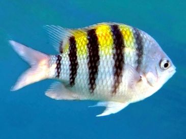 A colorful fish with black stripes and yellow patches swims in clear blue water.
