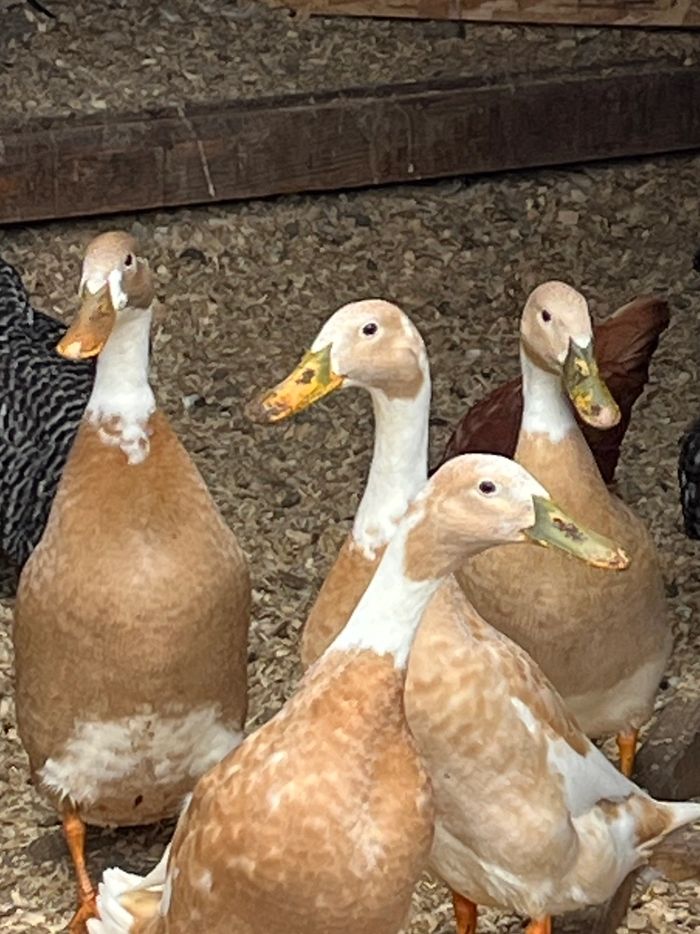 Group of ducks