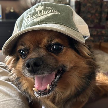 Dog Smiling