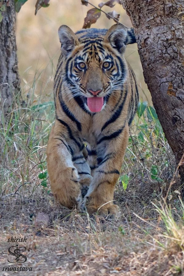 The curious cub of Satpura