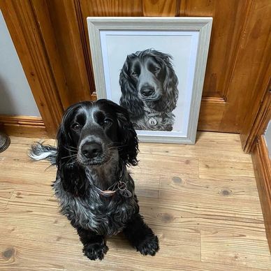 cocker spaniel portrait