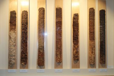 Vertical soil core samples displayed for geological study.