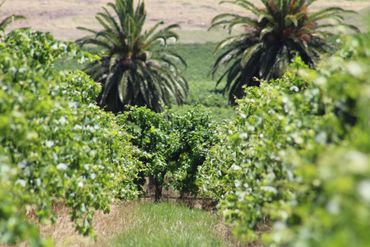Lush vineyard rows with palm trees in the background under a sunny sky.