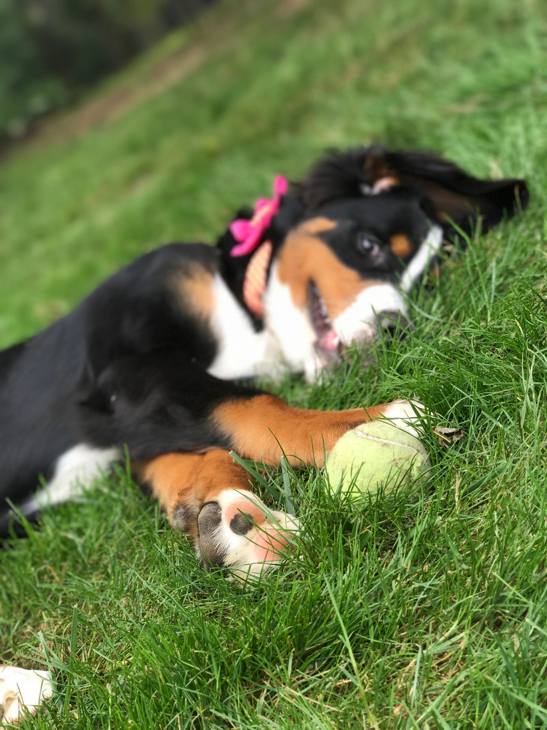 Kennels at Stoneleigh