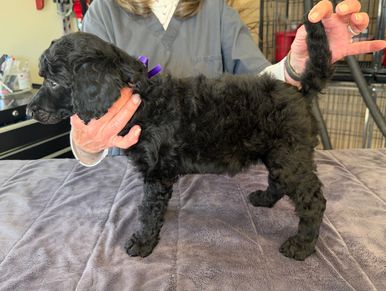 Daisy has a very good social behavior got a very good on grooming for her age, good with litter mate