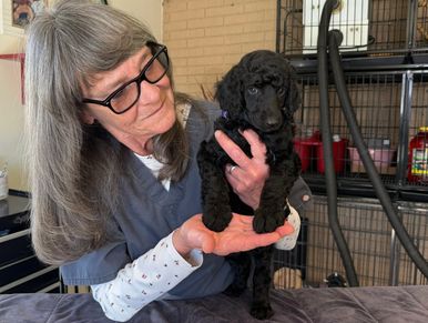 Darby"after the movie True Grit" she shows more social behavior got a good on grooming for her age, 