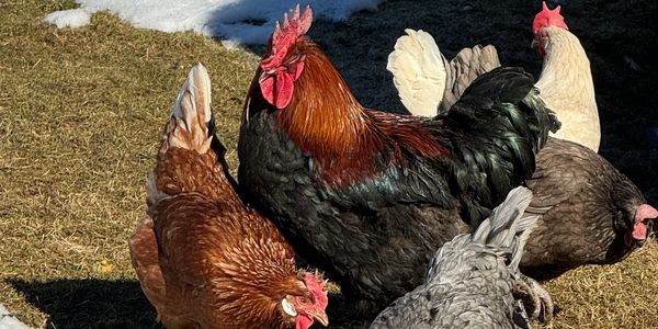 Rooster with hens