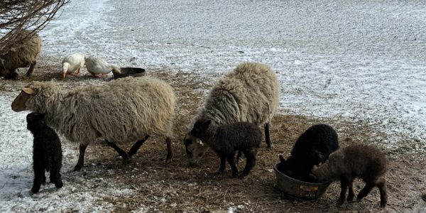 Shetland sheep ewes with lambs and ducks