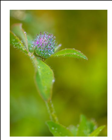 Close-up of a dewy purple wildflower on a green stem.