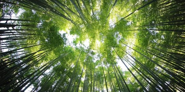 image of trees in a forest