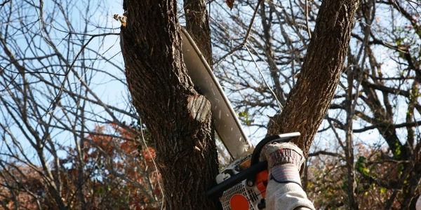 image of arborist cutting a tree