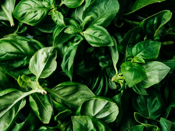 a bunch of green basil leaves