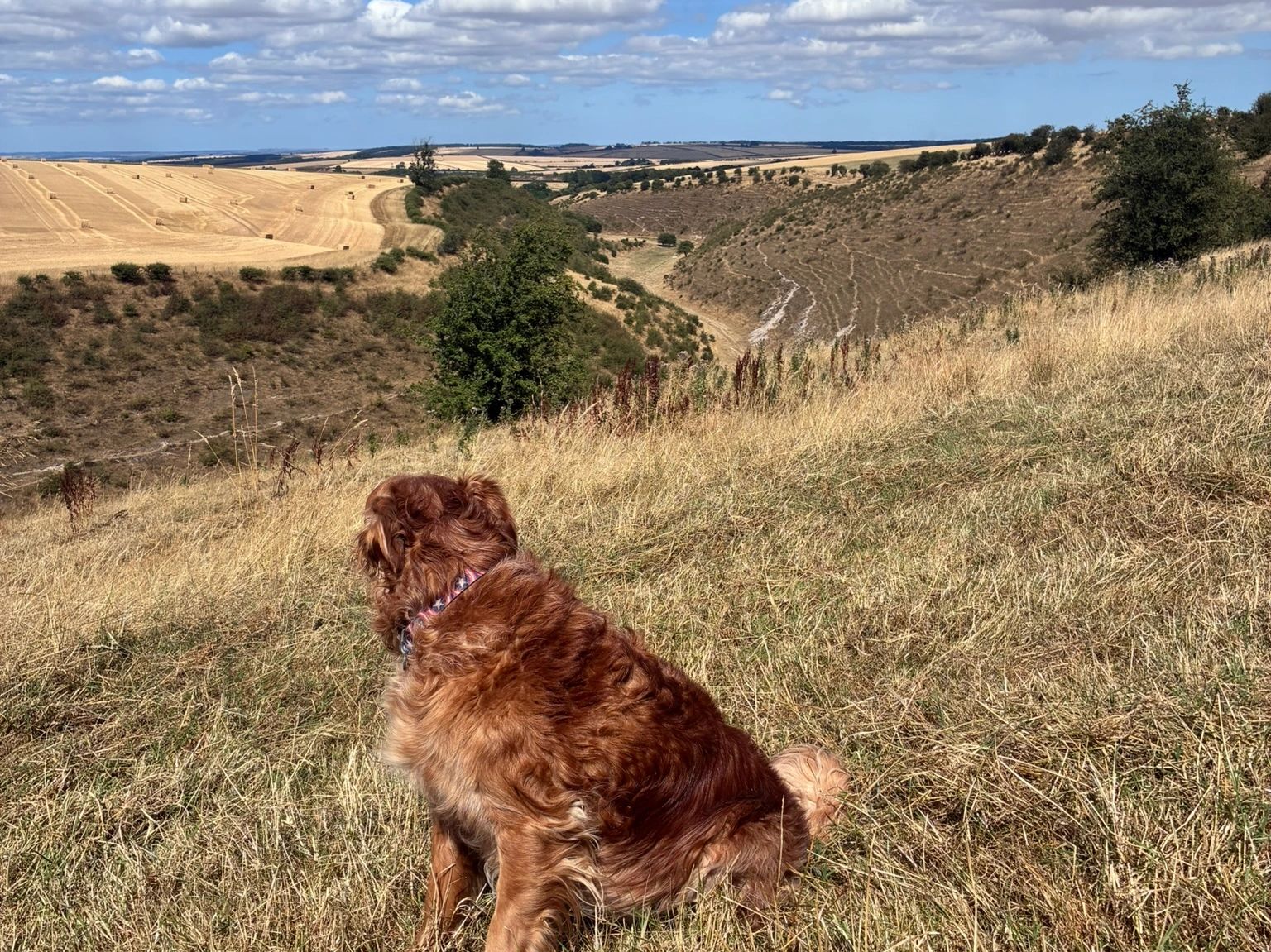 Dog overlooks a hilly, harvested field landscape.