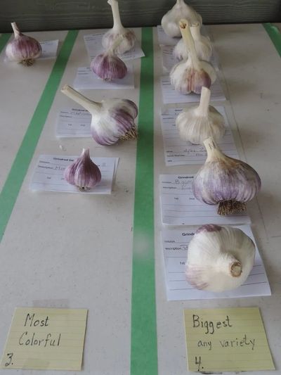 garlic, judging, best garlic, most varieties, most colourful, workshop