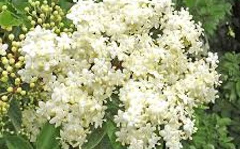 ELDER FLOWER AT HIGHWINDS FARM HIGHWINDSHERBS.COM