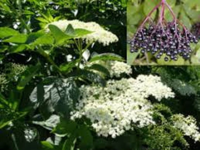 ELDERBERRY AND FLOWERS HIGHWINDHERBS.COM