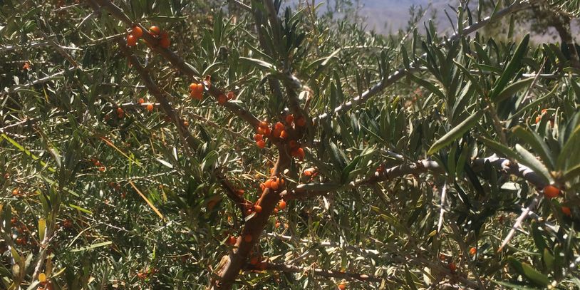 Organic sea buckthorn berries