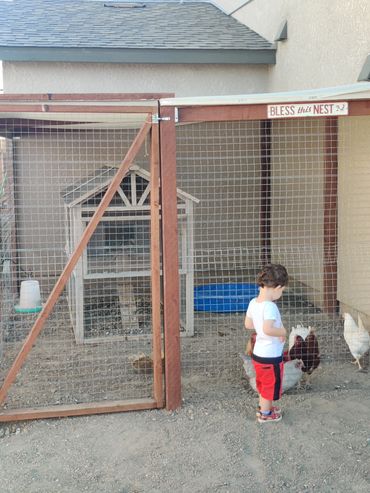 small boy looking at chickens 