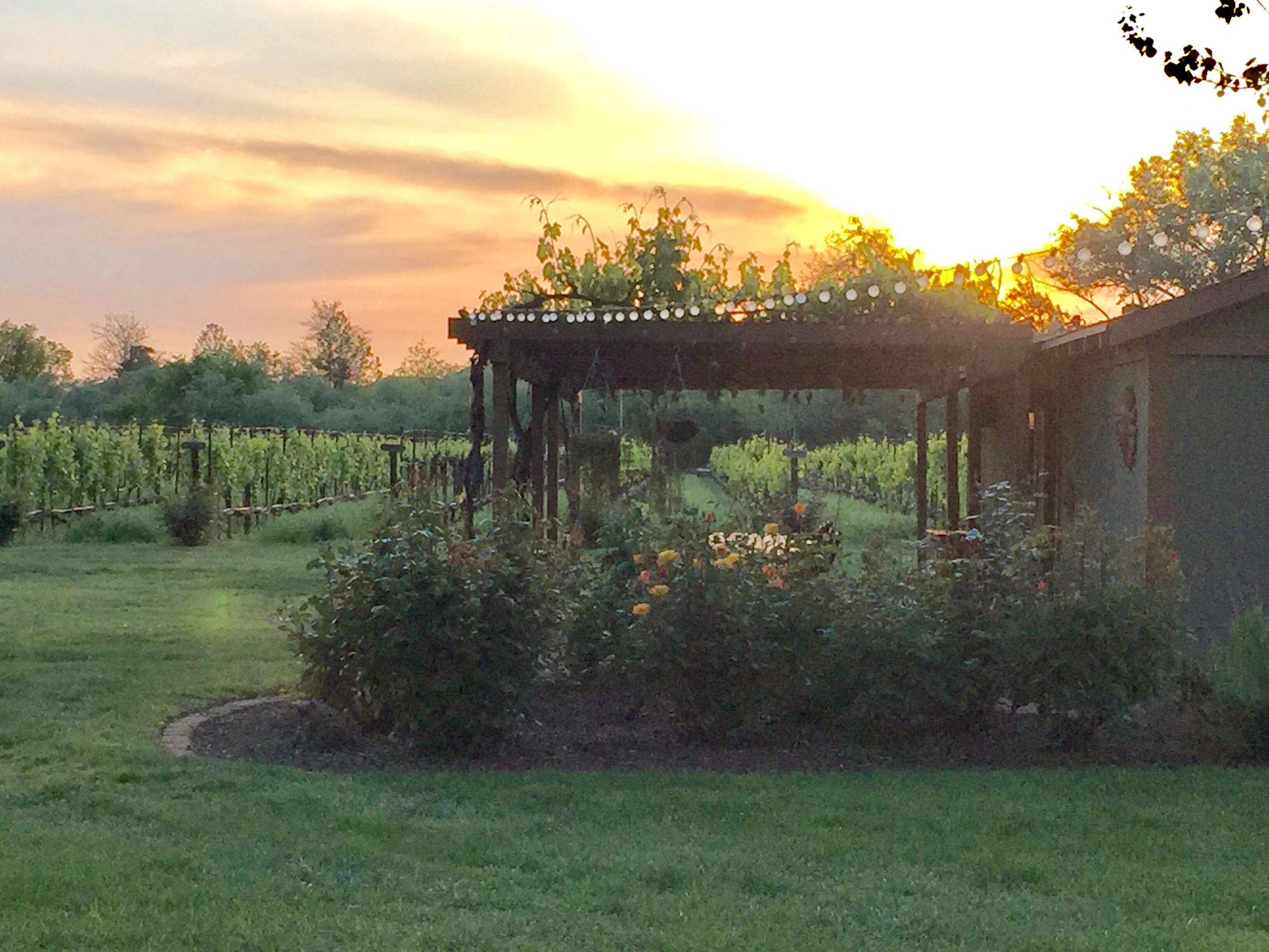 3 Oaks Vineyard Vineyard Clovis, California