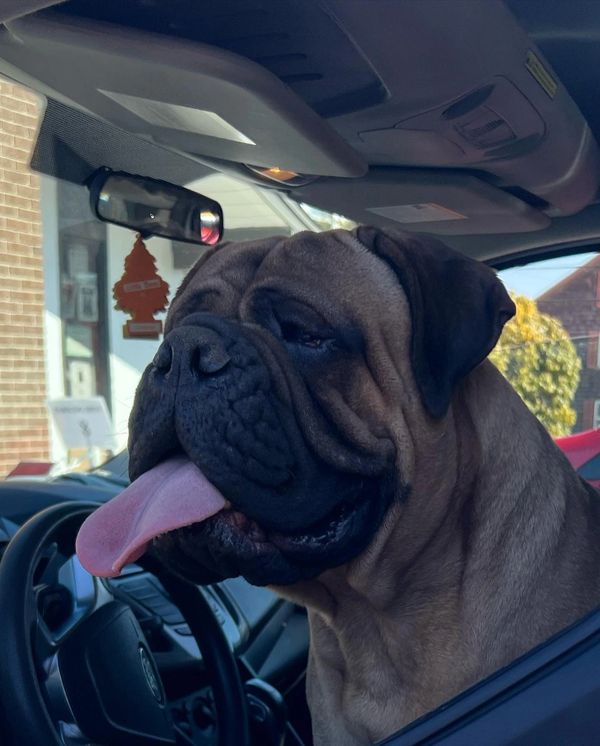 Female Bullmastiff