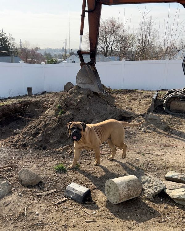 Female Bullmastiff