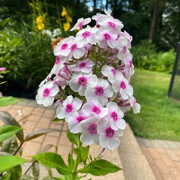 phlox, gardens