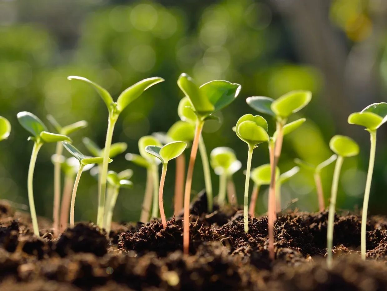 clover buckwheat raddish alfalfa chufa corn soybean millet oats sugar beets winter peas