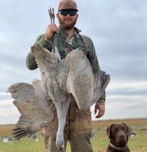 Sandhill Crane Hunts