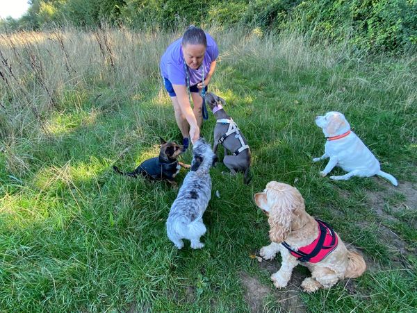 Woman training five dogs in a grassy field.