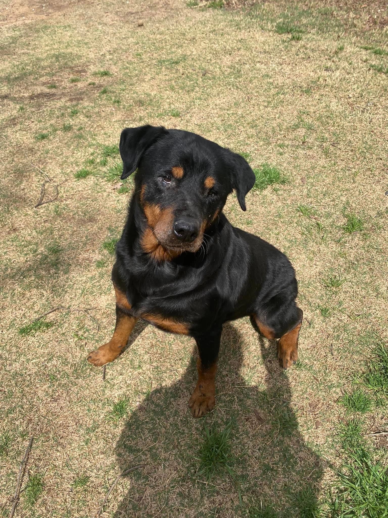 Can A 6 Year Old Dog Be Housebroken