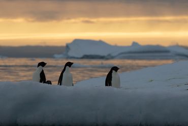 Adelie penguins watching a midnight sunset during summer. 