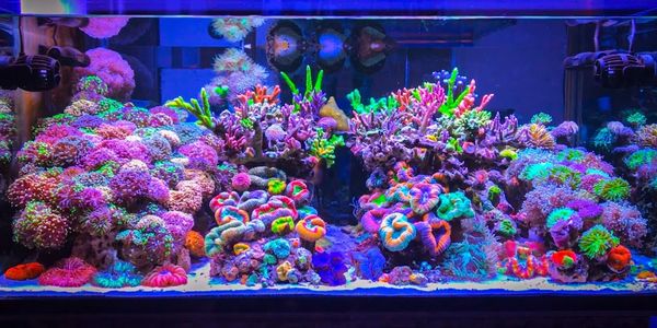 Mixed Reef Tank
