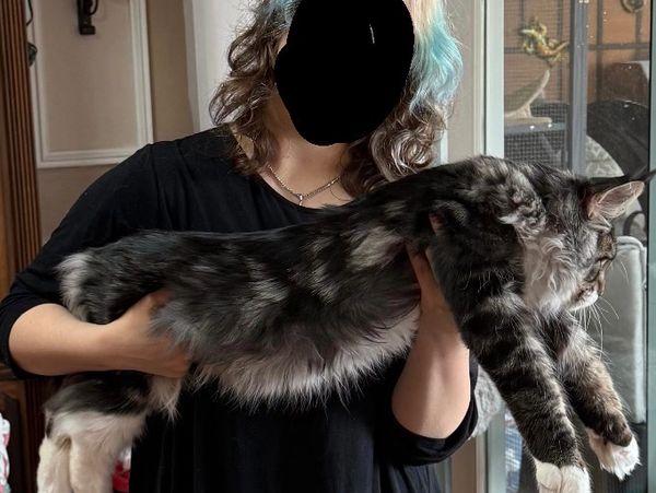 Person holding a large, fluffy tabby cat stretched out horizontally.