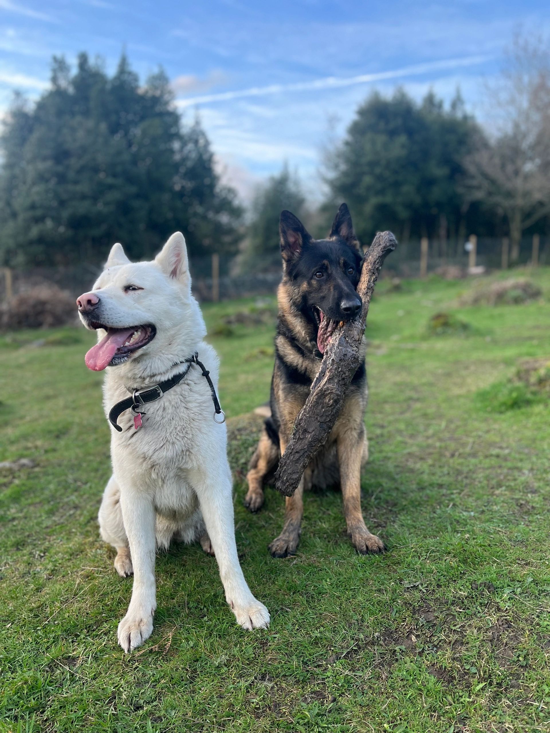 Horsebox Hire BLS PET & EQUINE SERVICES