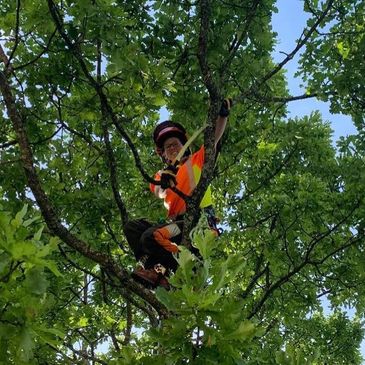 Trädvård, fällning, arborist, beskärning, trädfällning Borlänge Falun Dalarna