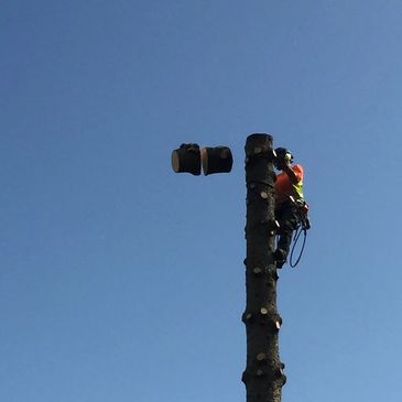 Trädvård, fällning, arborist, beskärning, trädfällning Borlänge Falun Dalarna