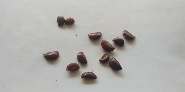 10 Date Plum/Lotus Persimmon seeds

Diospyros lotus is the species most used as a root stock for gra
