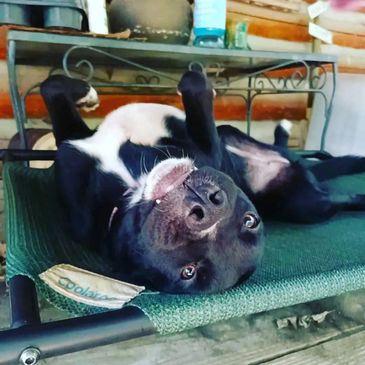 Black lab with white belly, laying on its back, looking at the camera. 