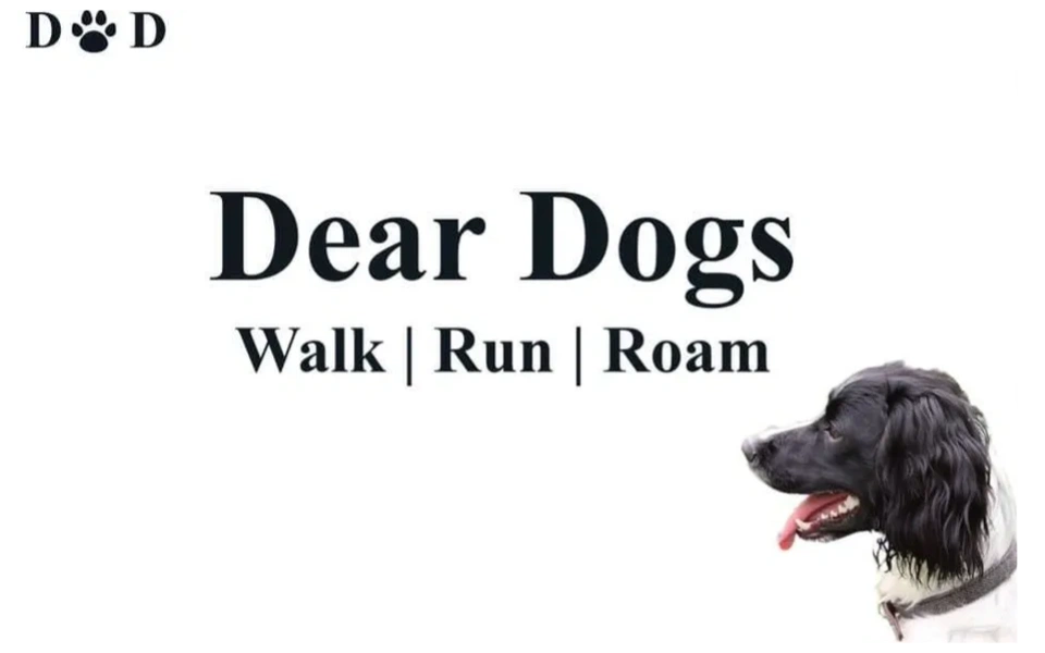 Dear Dogs Dog Trainer & Dog Walker, Reactivity Training