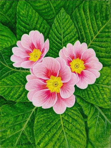 Three pink and yellow flowers surrounded by vibrant green leaves.