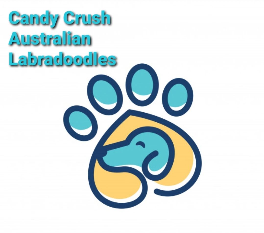 Candy Crush Australian Labradoodles 
